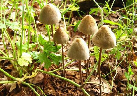 Panaeolus papilionaceus